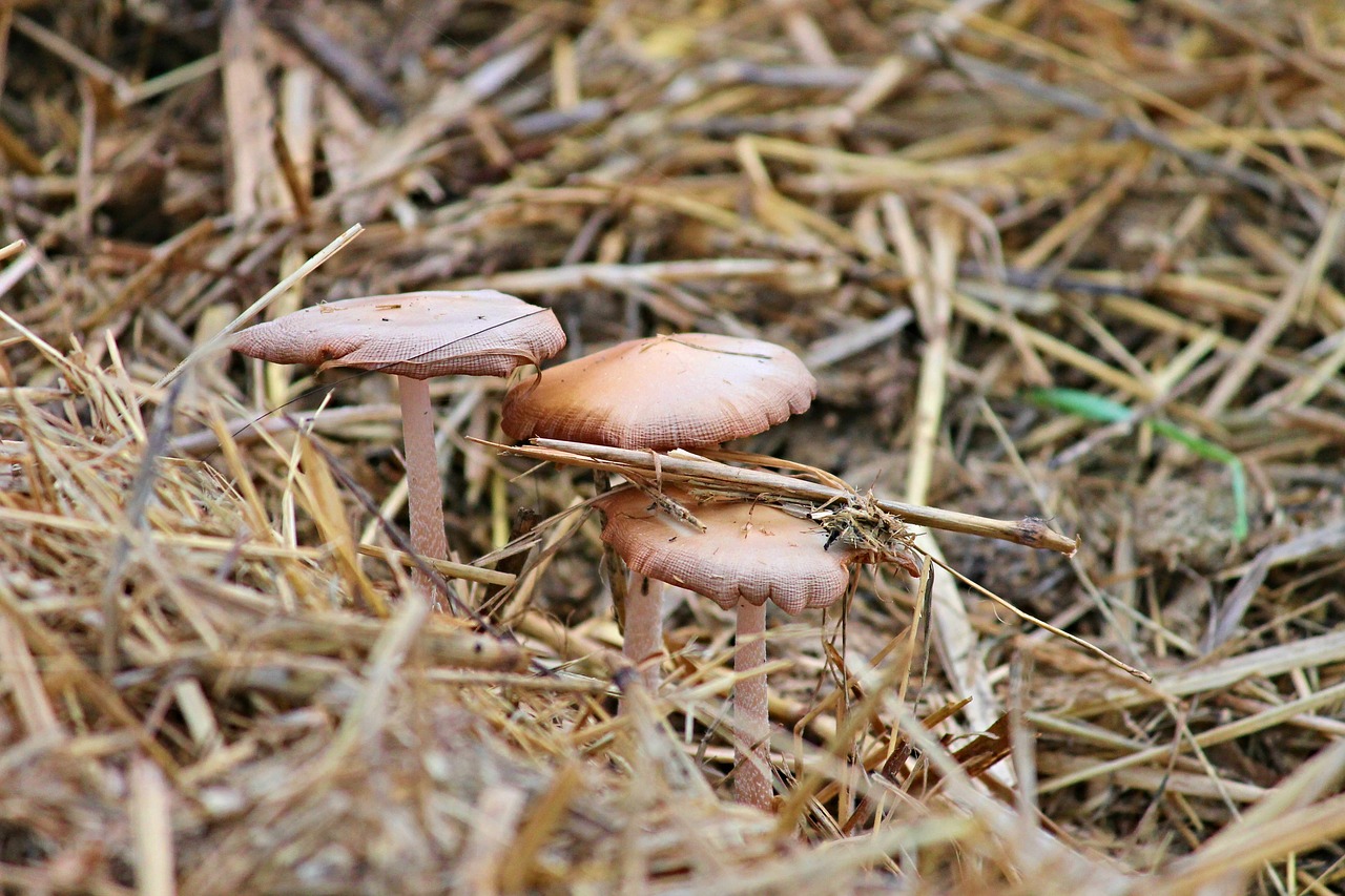 mushrooms screen mushrooms straw free photo