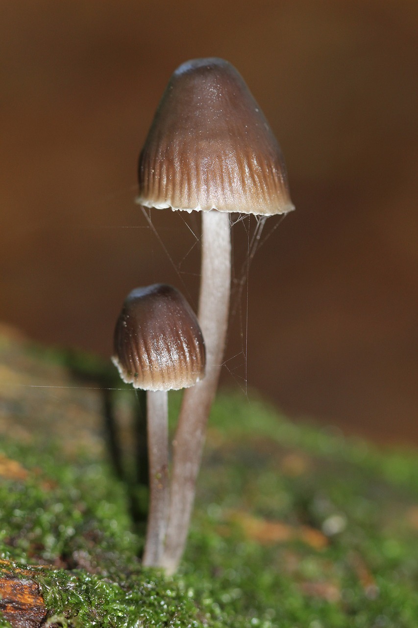 mushrooms brown fall free photo