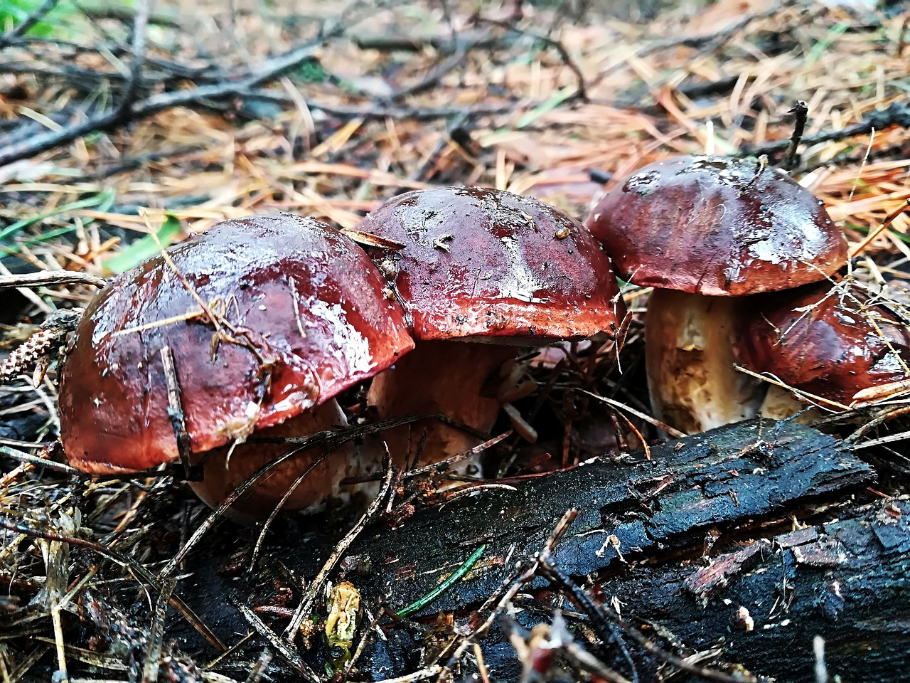 mushrooms autumn forest free photo