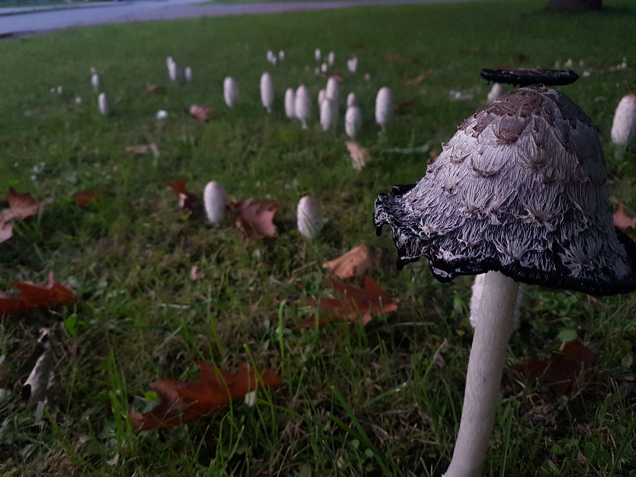 mushrooms nature grass free photo