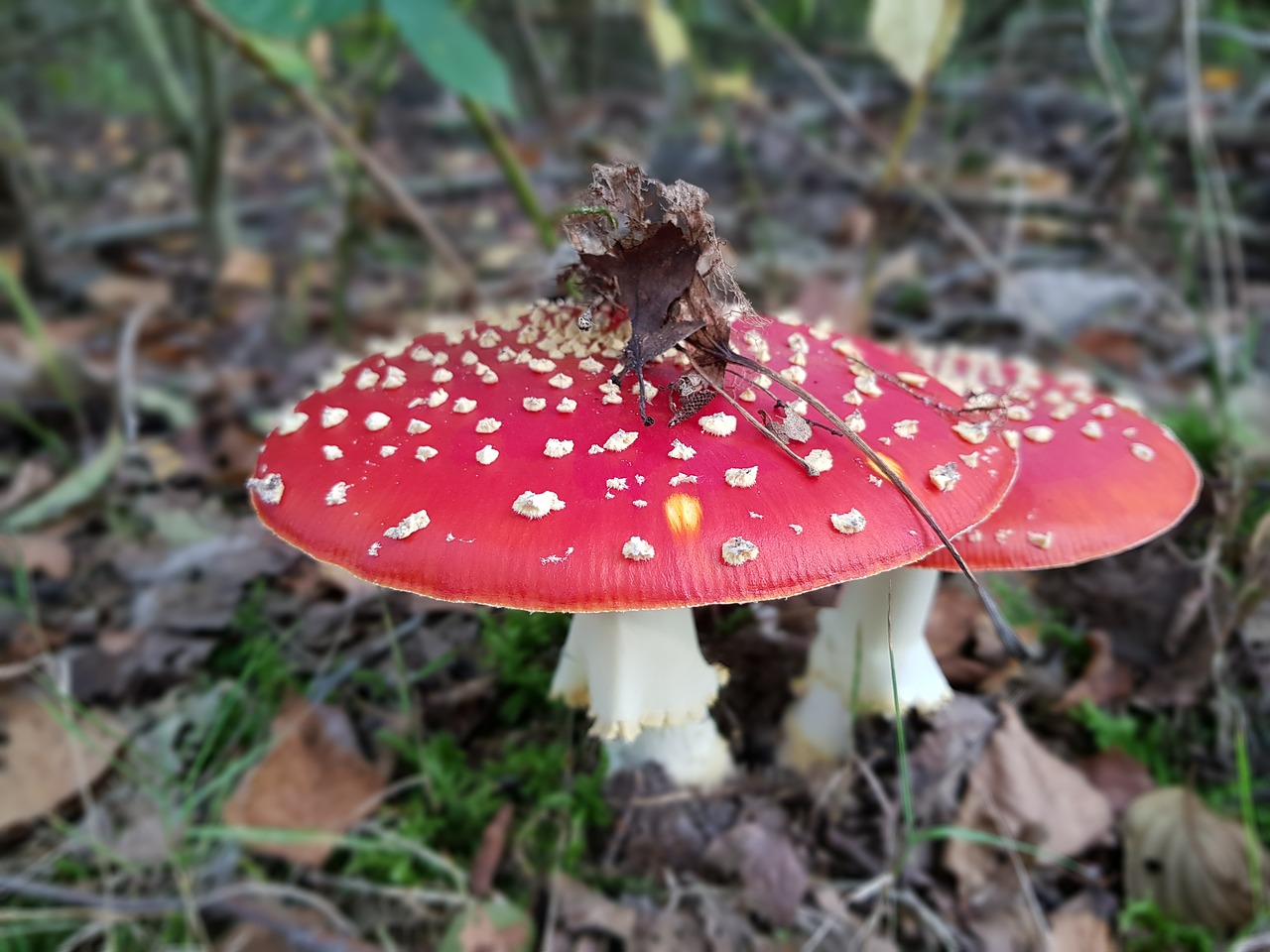 mushrooms forest mushrooms toxic free photo