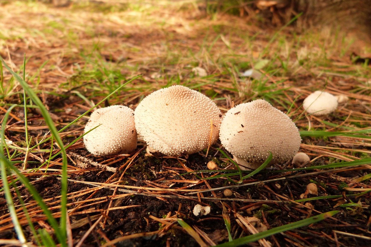 mushrooms forest enchanted free photo