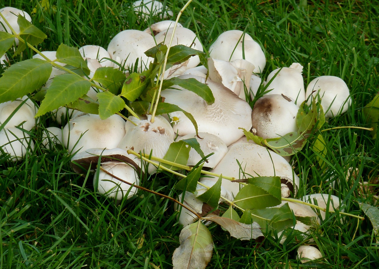 mushrooms autumn nature free photo