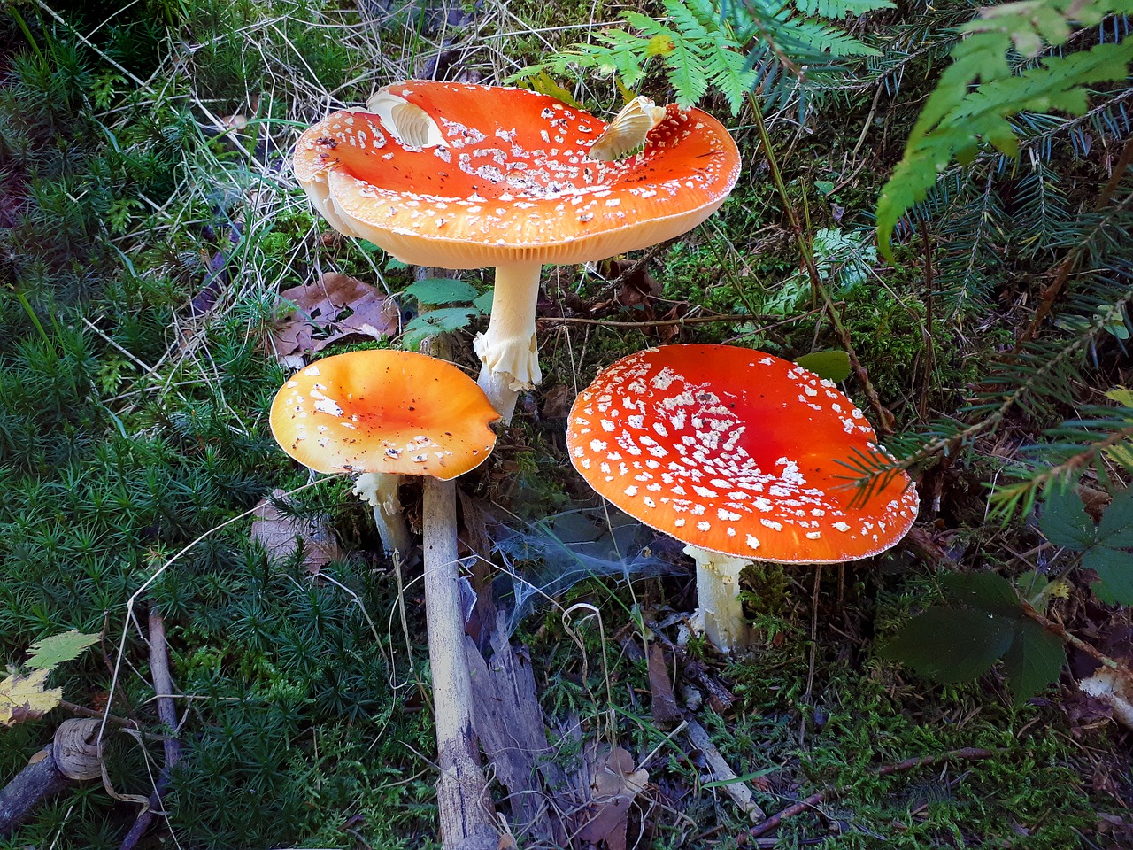 mushrooms fly agaric forest mushroom free photo