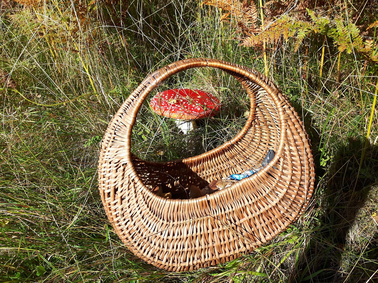 mushrooms amanita shopping cart free photo