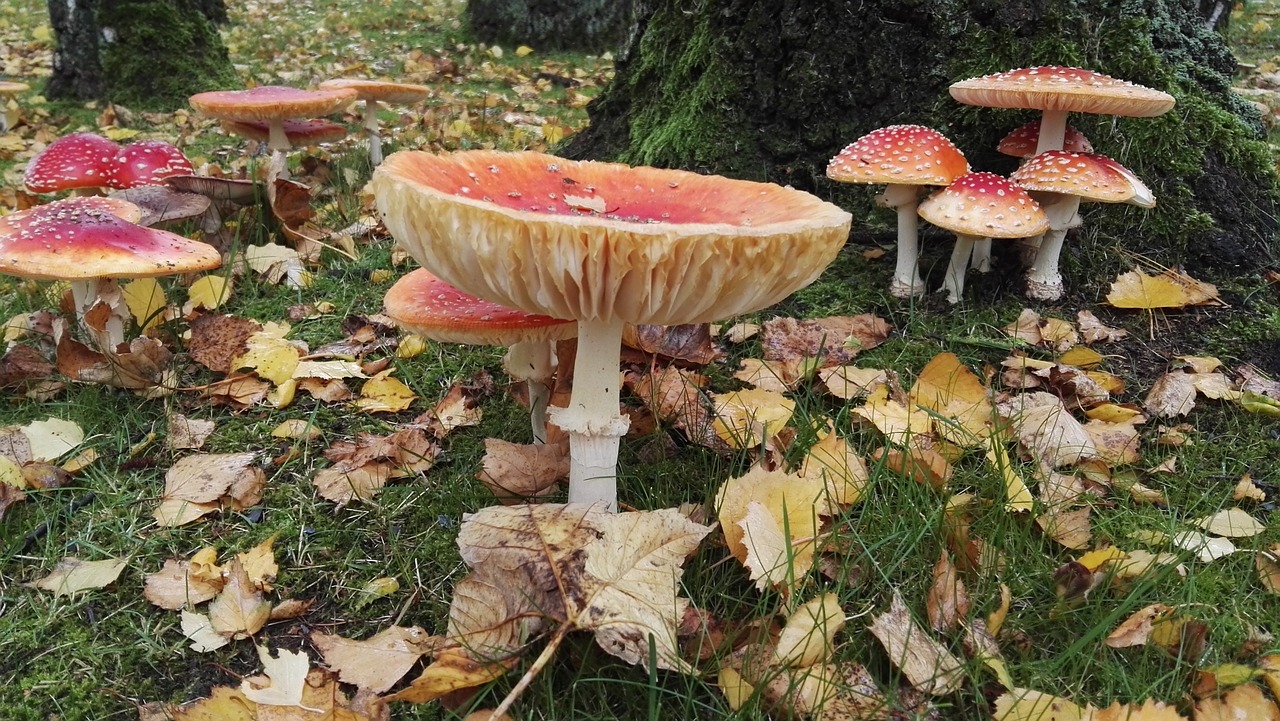 mushrooms matryoshka forest free photo
