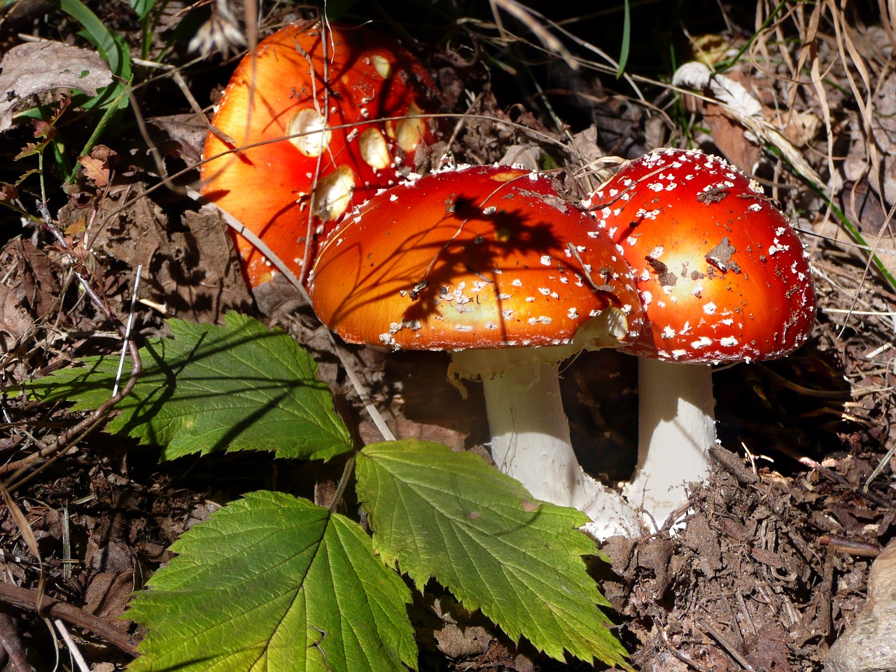 mushrooms matryoshka toxic free photo