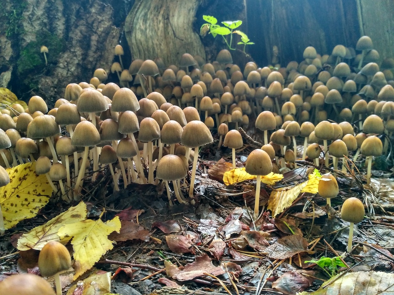 mushrooms forest autumn free photo