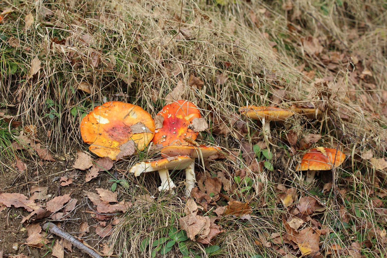 mushrooms forest autumn free photo