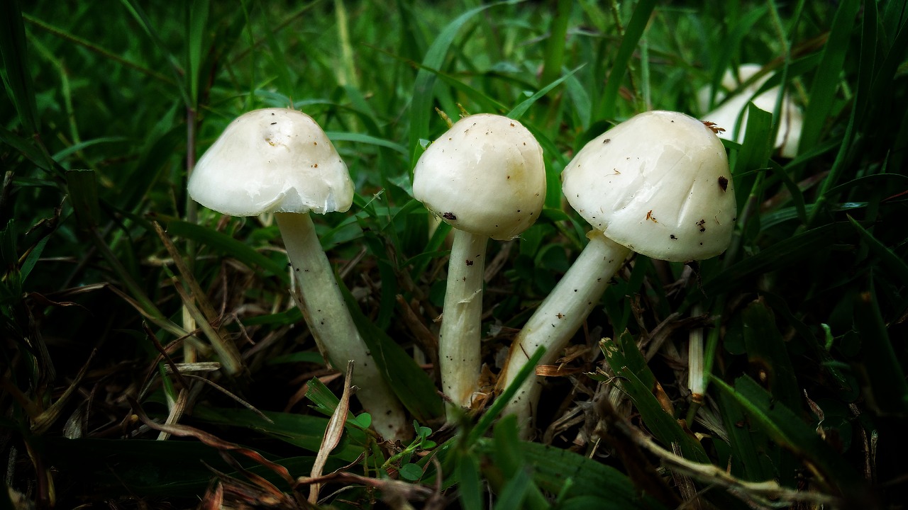mushrooms triple fungus free photo