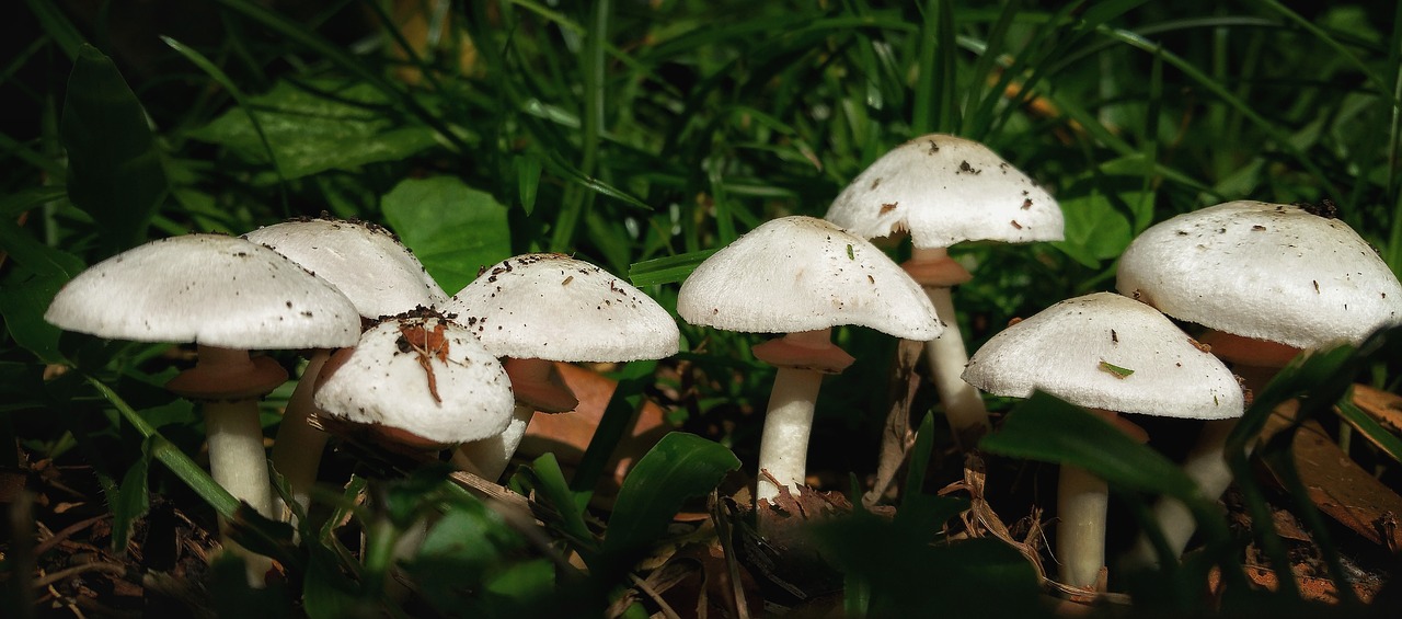 mushrooms stems white free photo