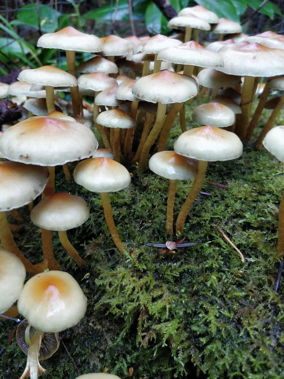 mushrooms white soil free photo