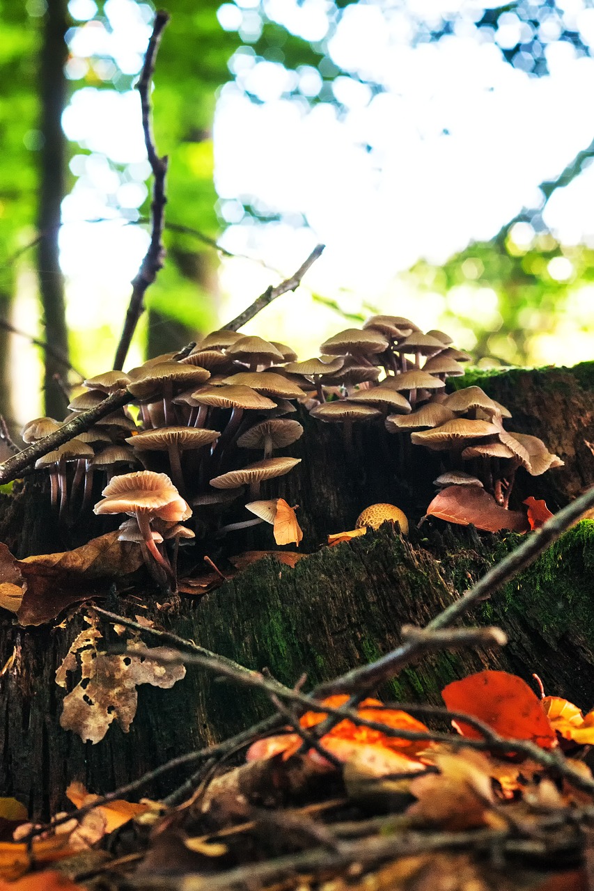 mushrooms forest autumn free photo