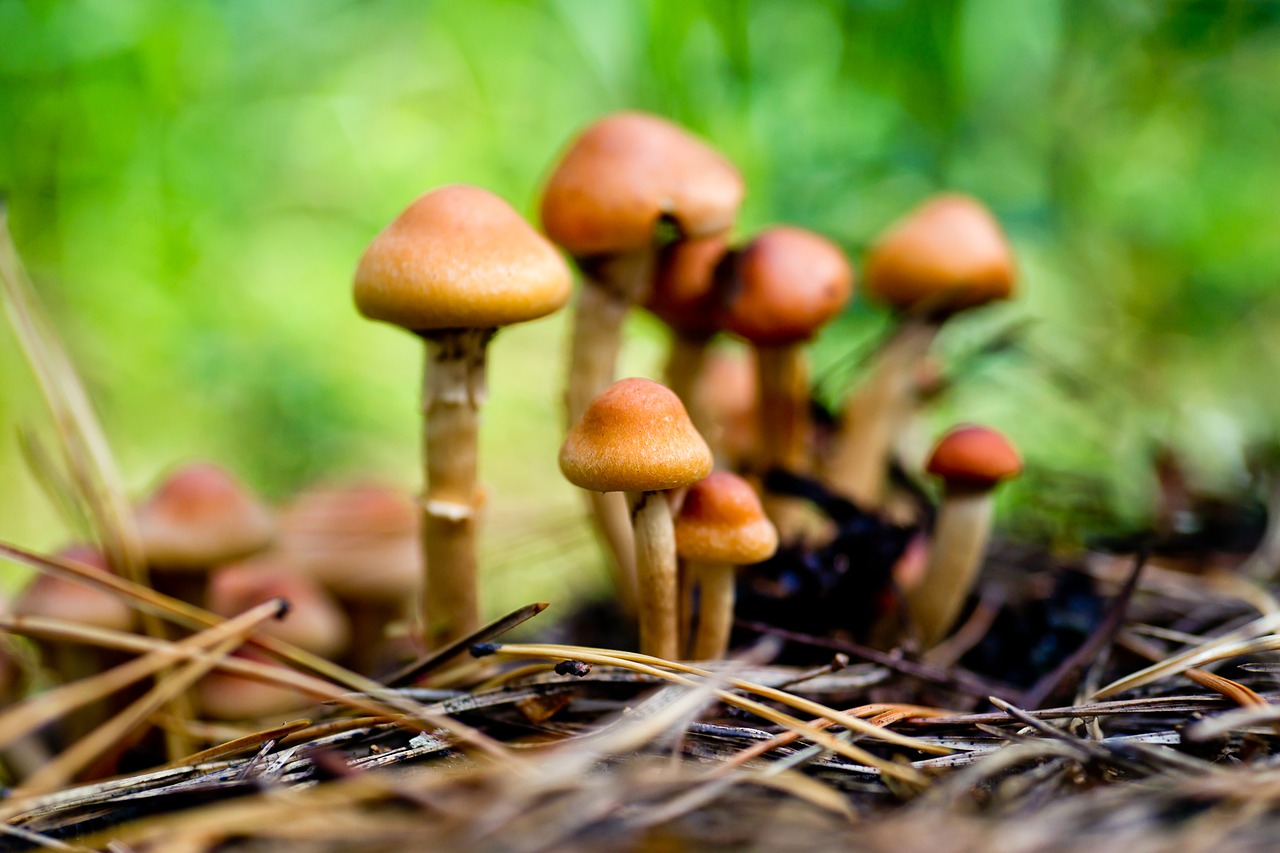 mushrooms autumn nature free photo