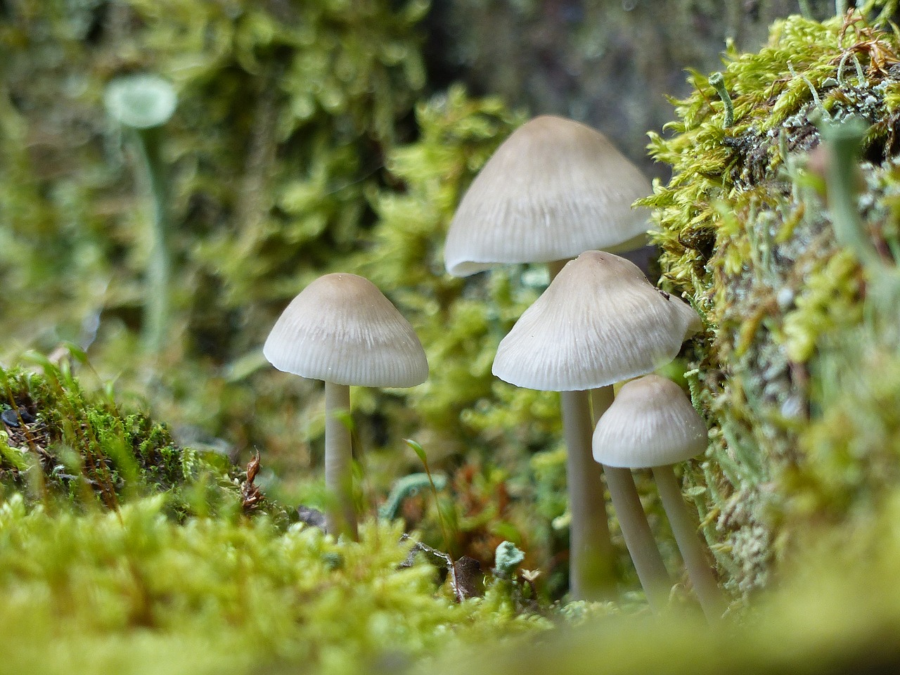 mushrooms small small mushroom free photo