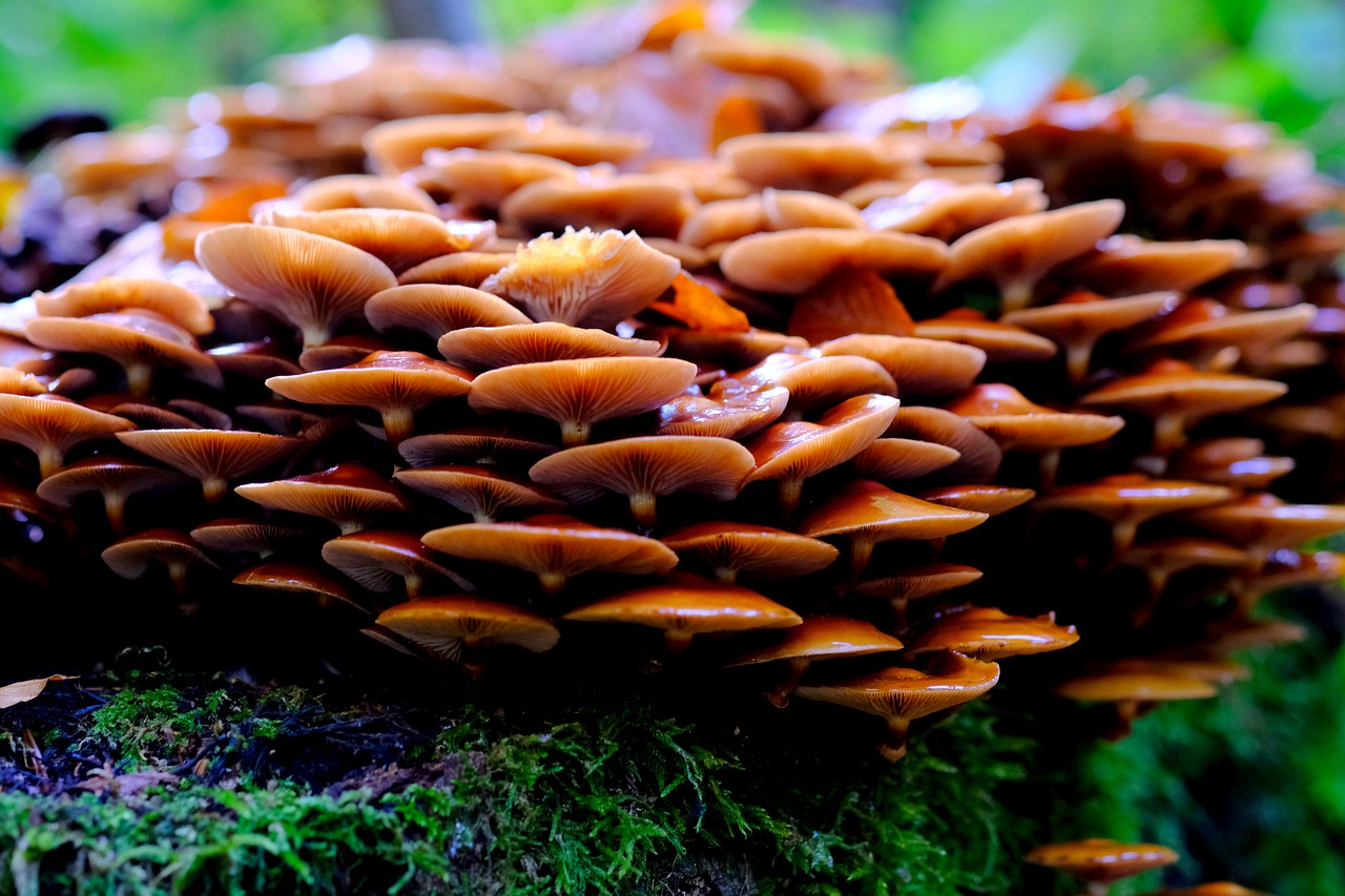 mushrooms lamellar mushrooms mushroom colony free photo