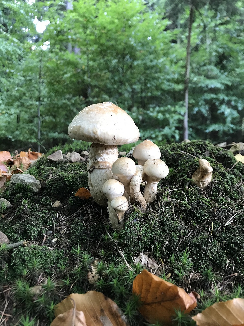 mushrooms mushroom forest free photo