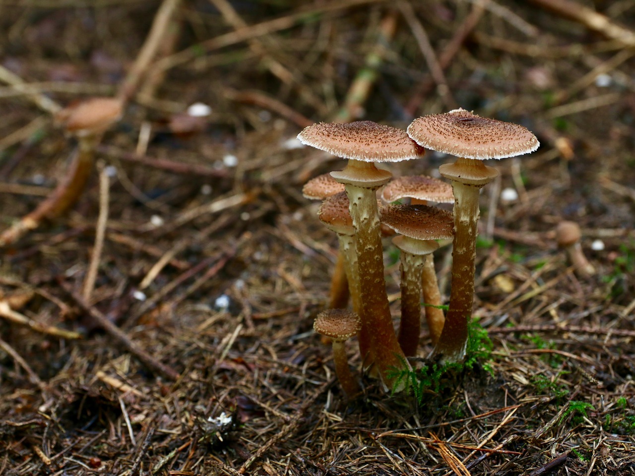 mushrooms autumn needle forest floor free photo