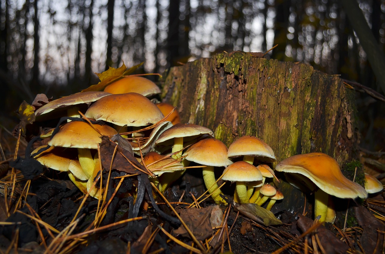 mushrooms forest in the forest free photo