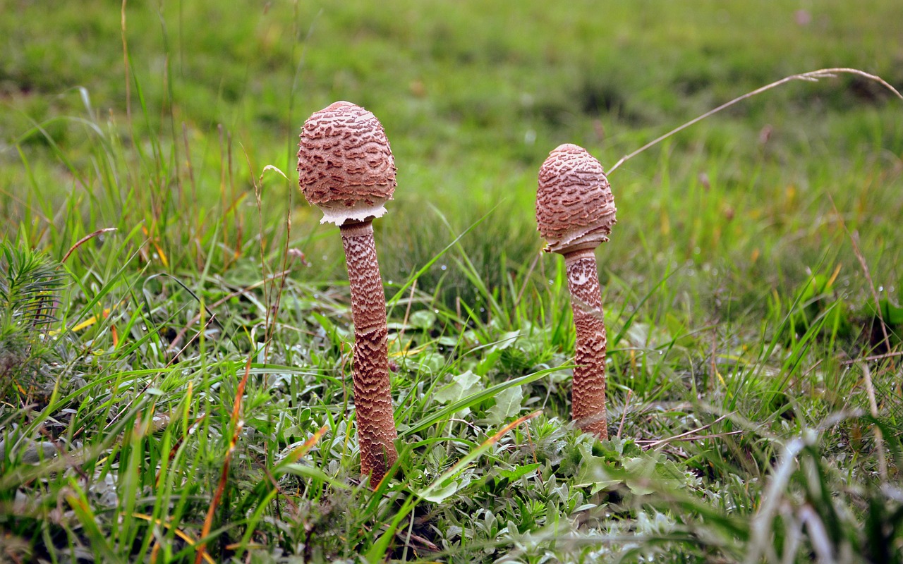 mushrooms nature autumn free photo