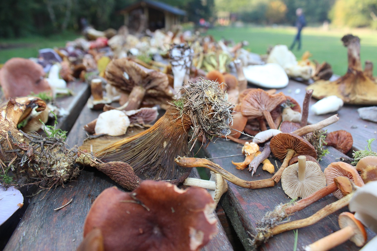 mushrooms autumn thanksgiving free photo