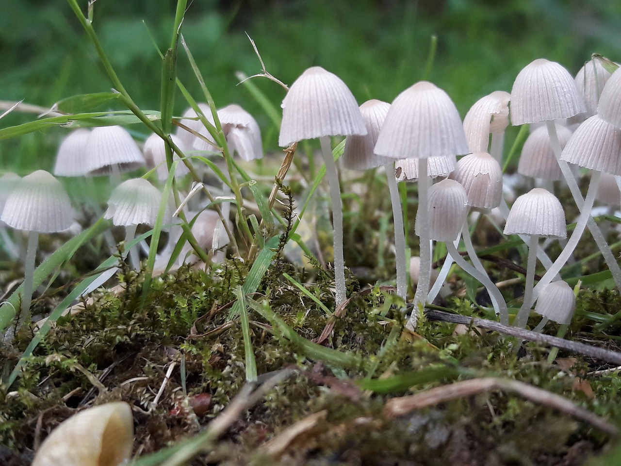 mushrooms fall nature free photo