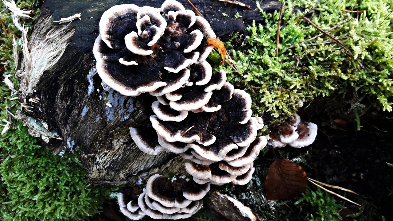 mushrooms trunk plant free photo