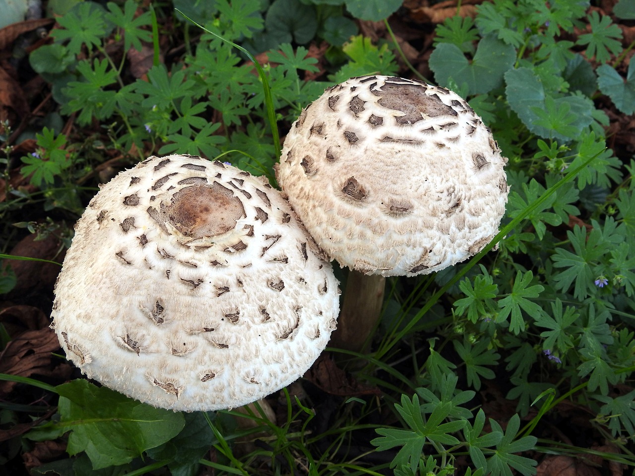 mushrooms mushroom mushroom picking free photo