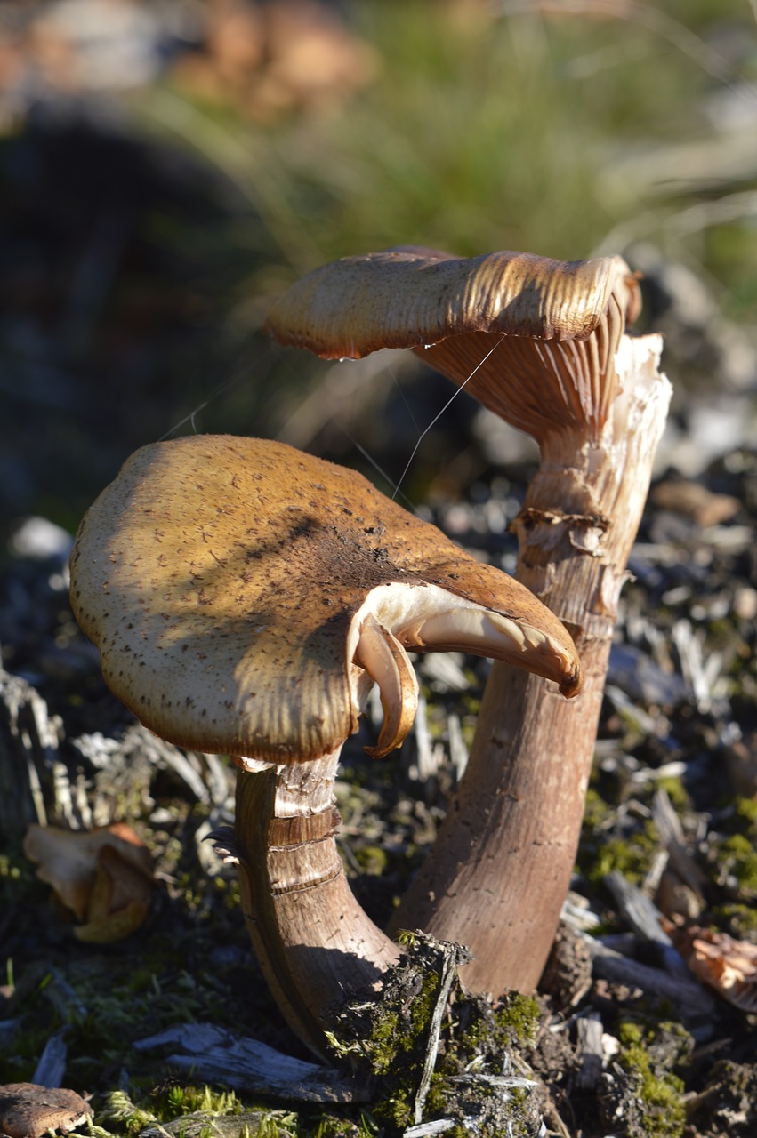 mushrooms forest toxic free photo