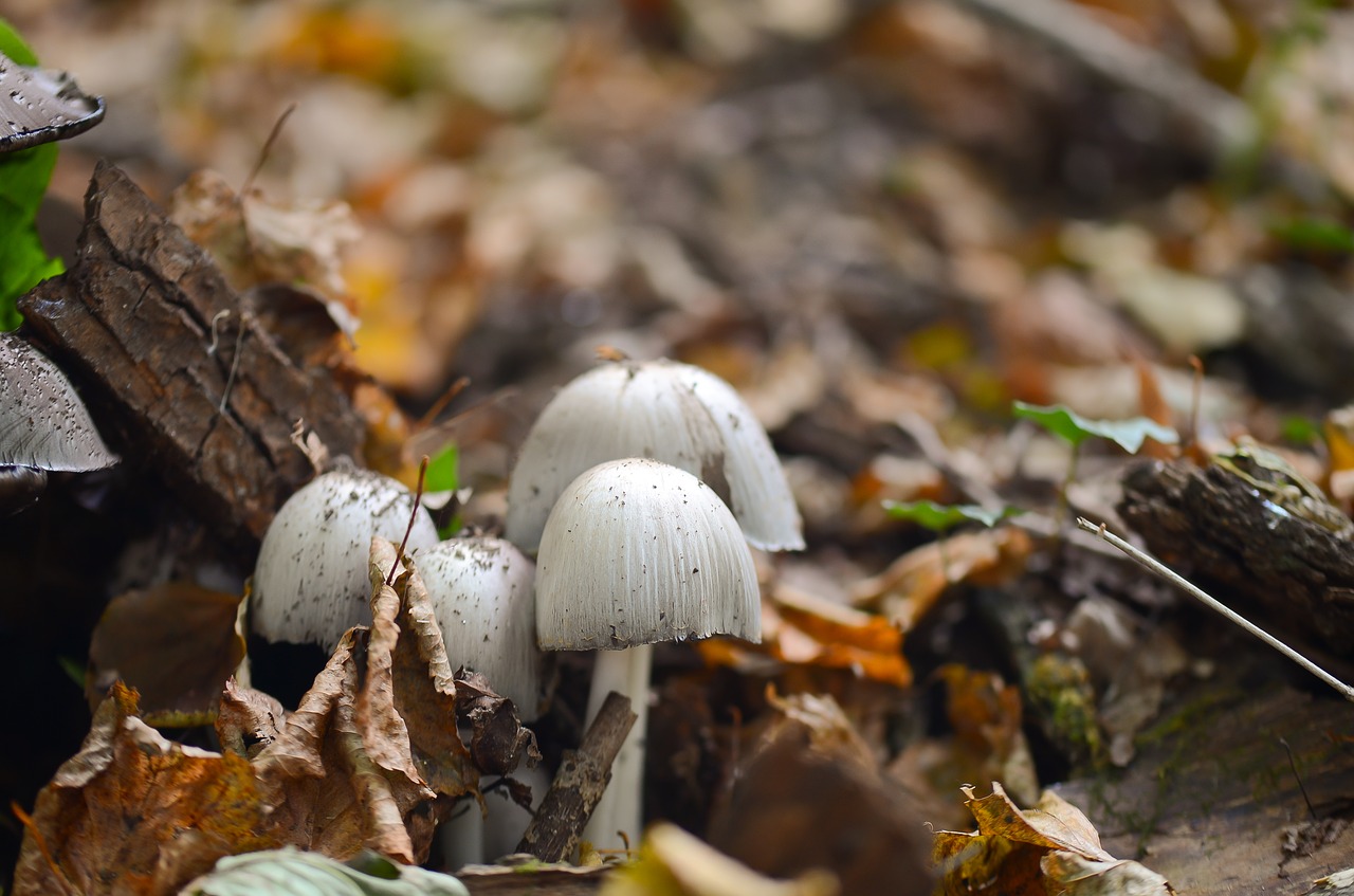 mushrooms forest nature free photo