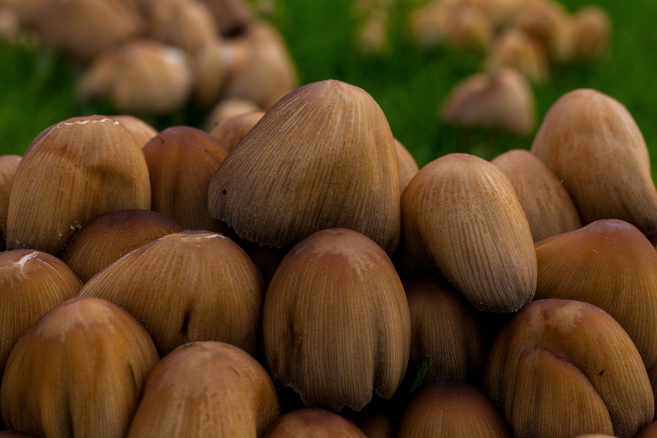 mushrooms autumn fall free photo