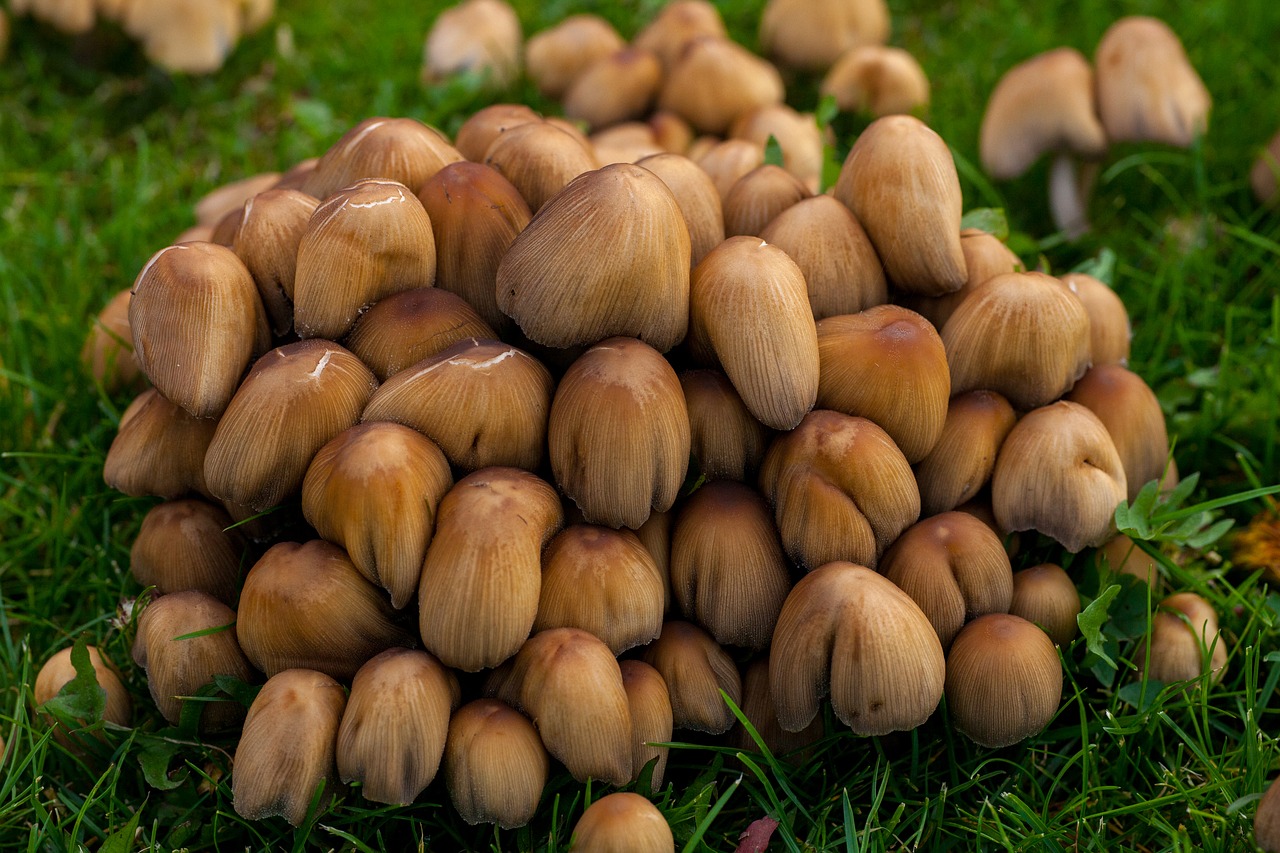 mushrooms autumn fall free photo