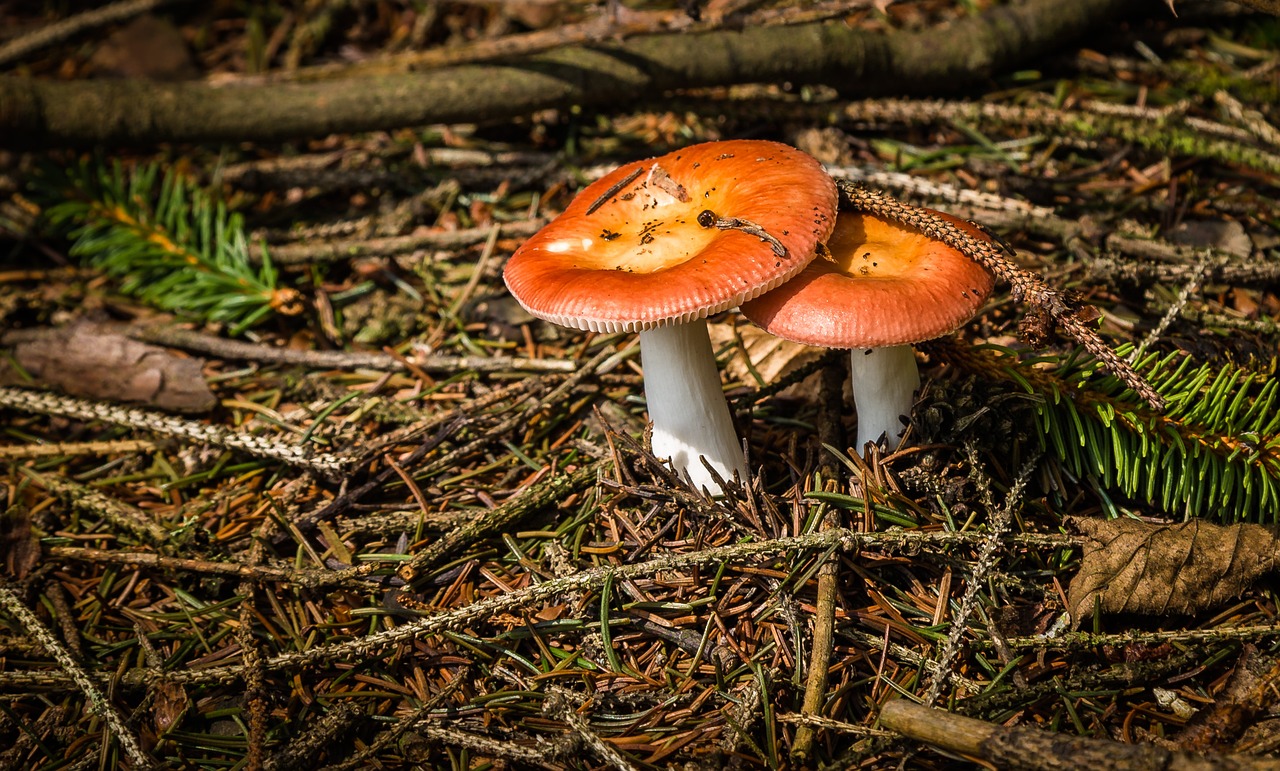 mushrooms kottenforst buschhoven free photo