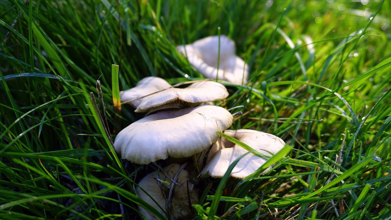 mushrooms fungi autumn free photo