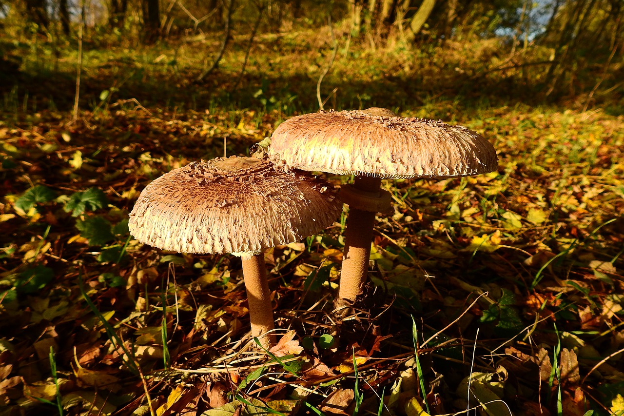 mushrooms owls nature free photo