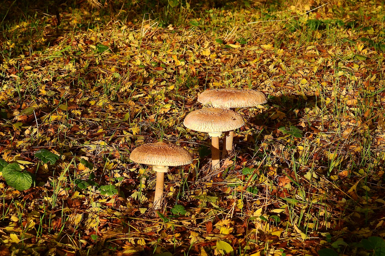 mushrooms forest collect free photo