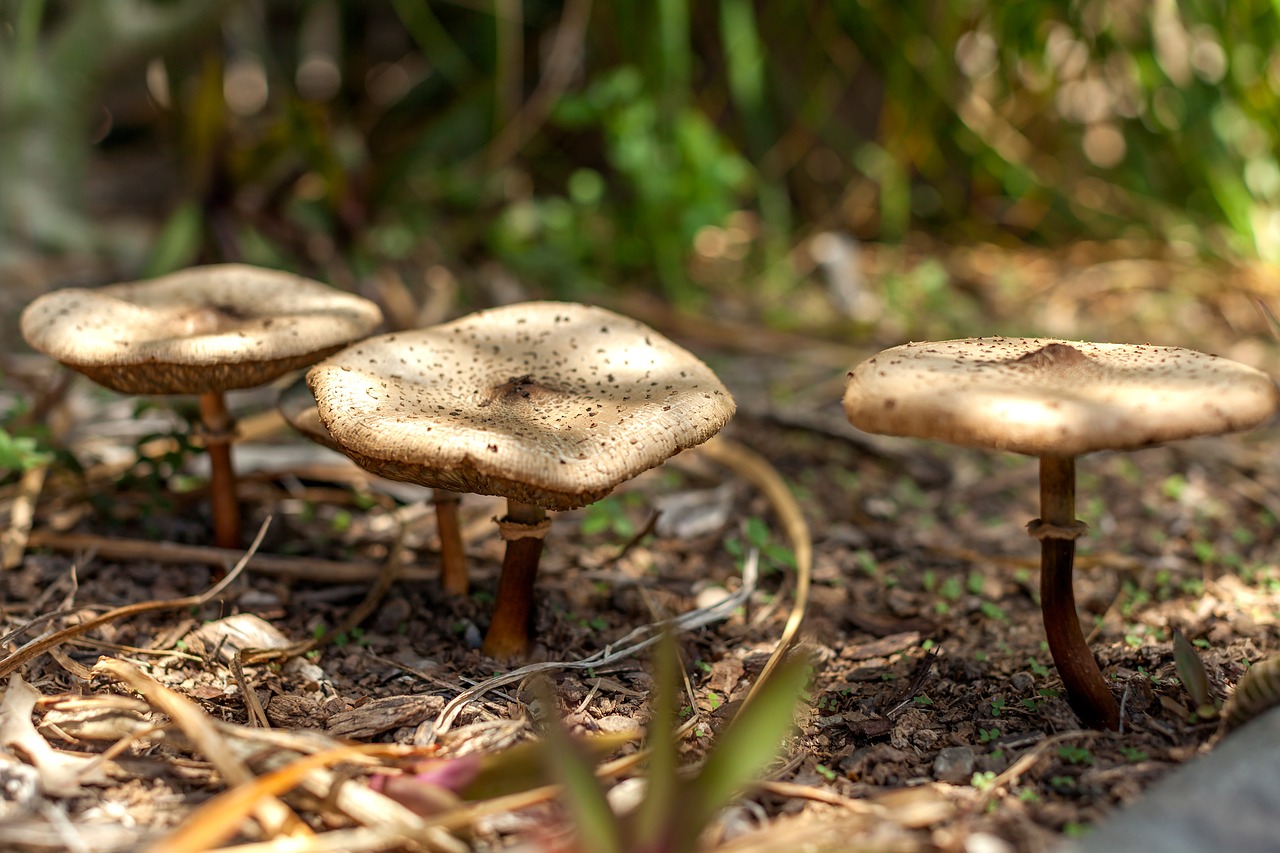 mushrooms gold top mushrooms garden free photo