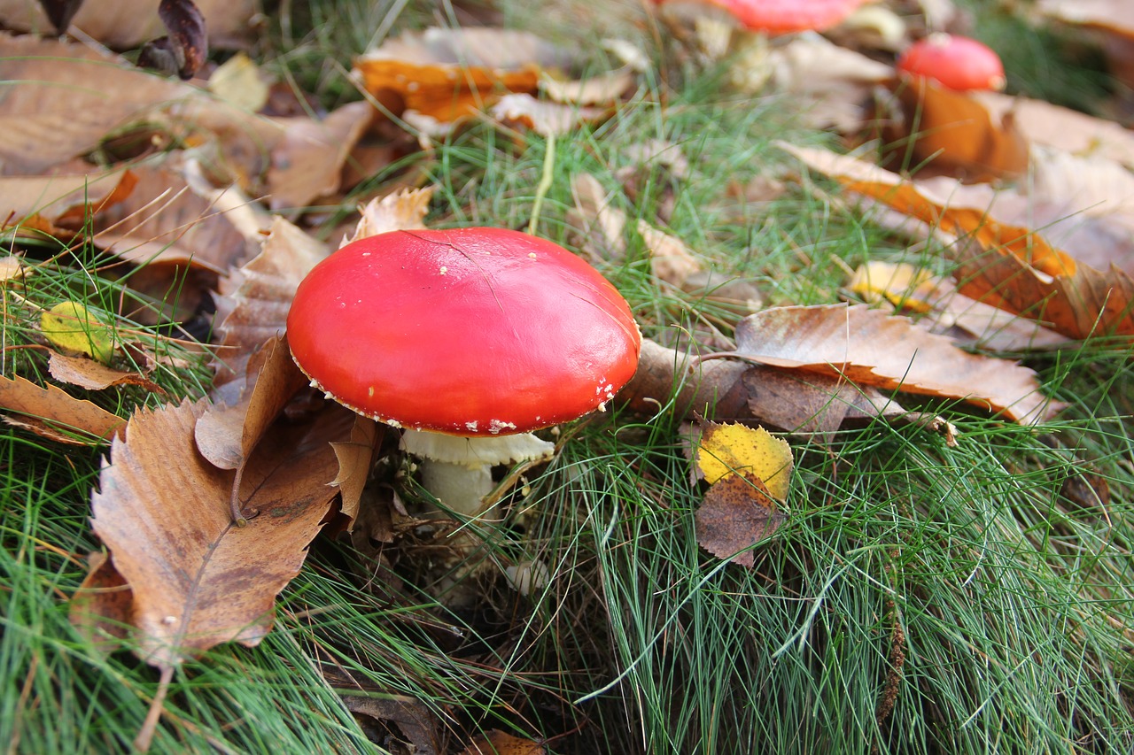 mushrooms forest wood free photo