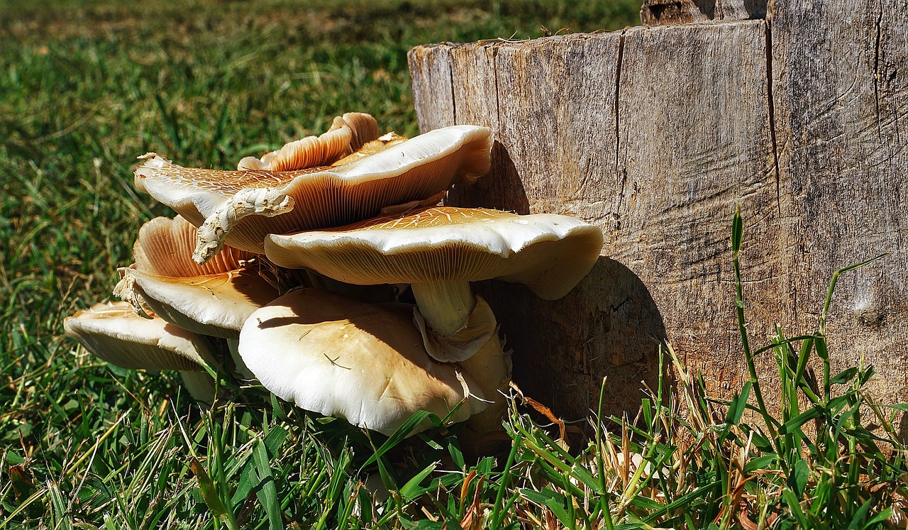 mushrooms wild wood free photo