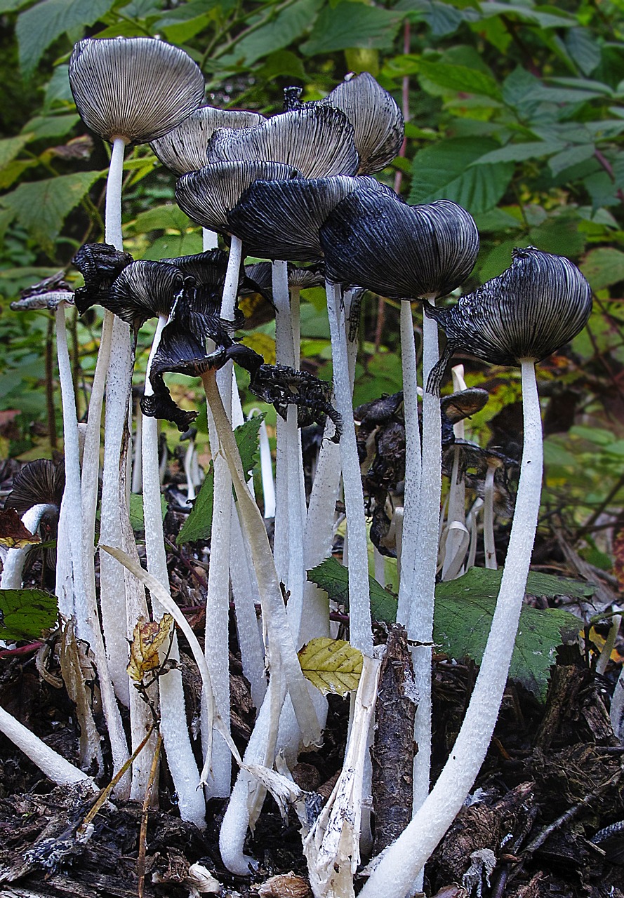 mushrooms lamellar mushroom group free photo