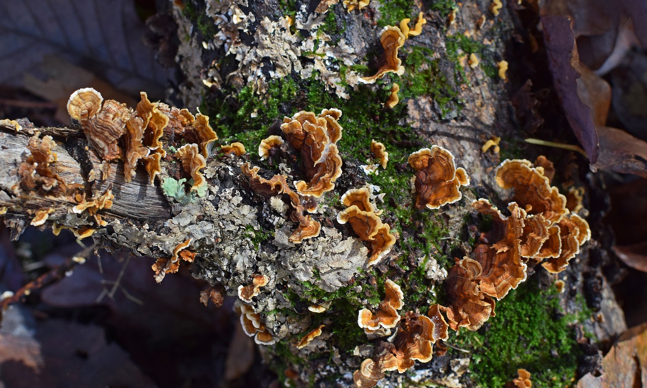 mushrooms lichens symbiotic free photo