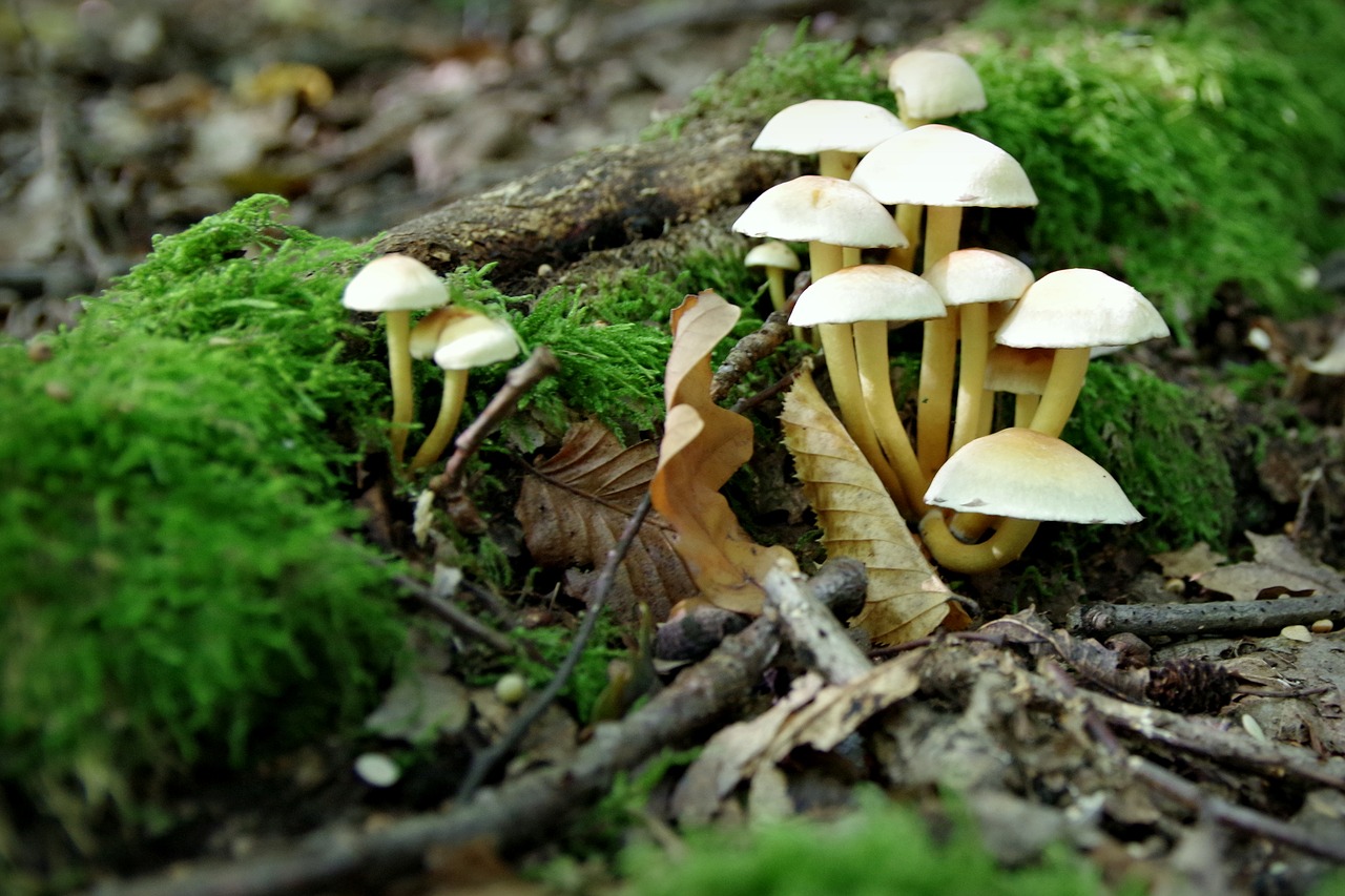 mushrooms opieńki moss free photo