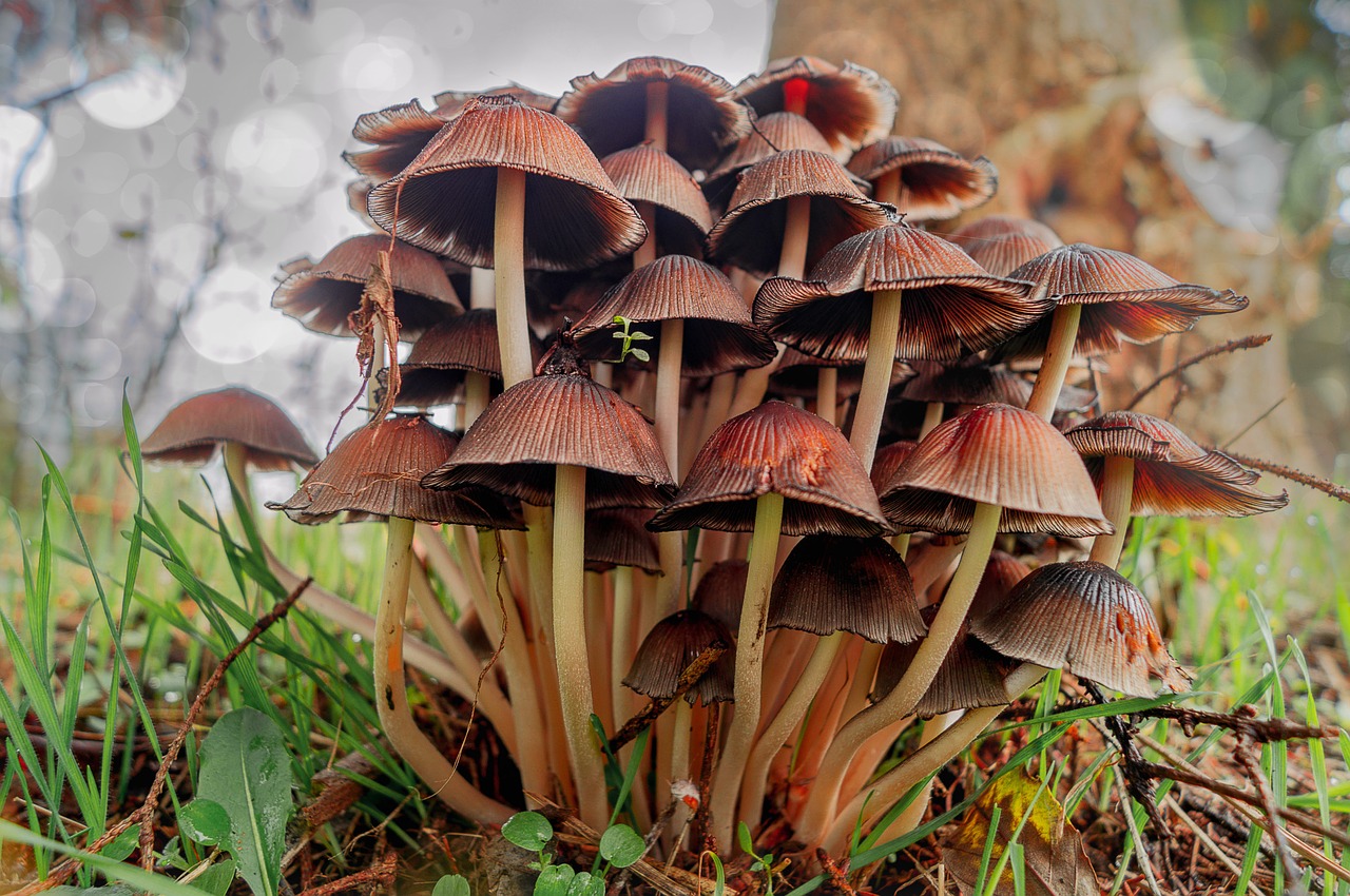 mushrooms nature forest free photo