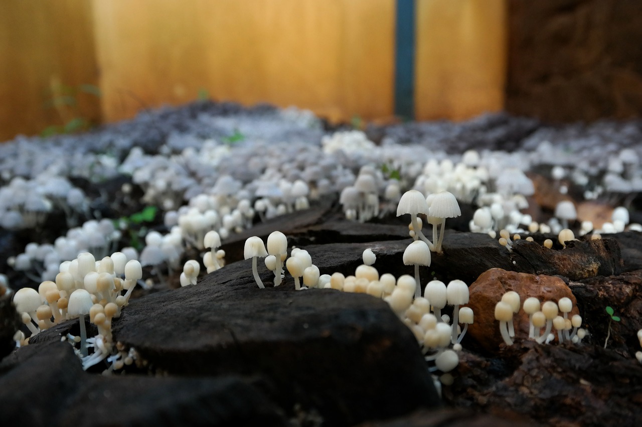 mushrooms earth ground free photo