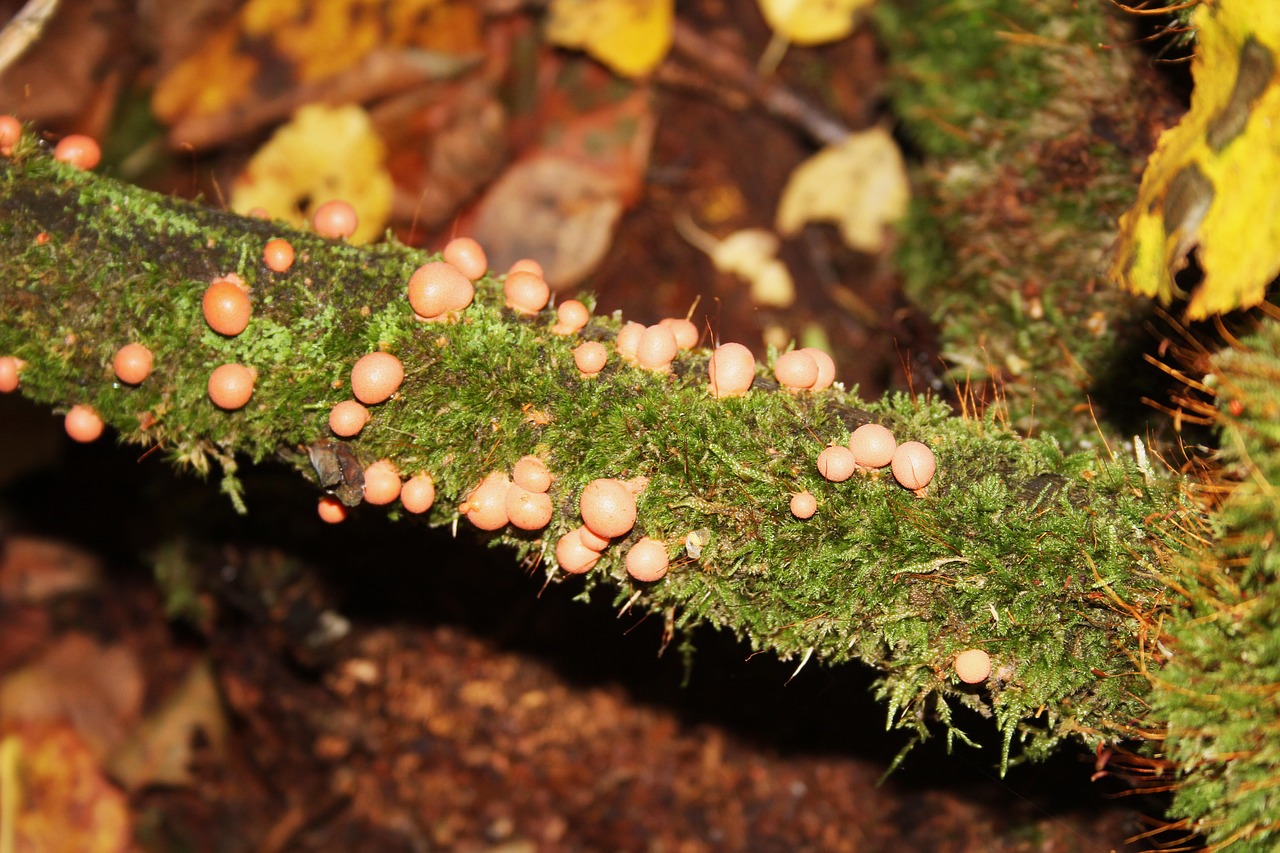 mushrooms nature autumn free photo