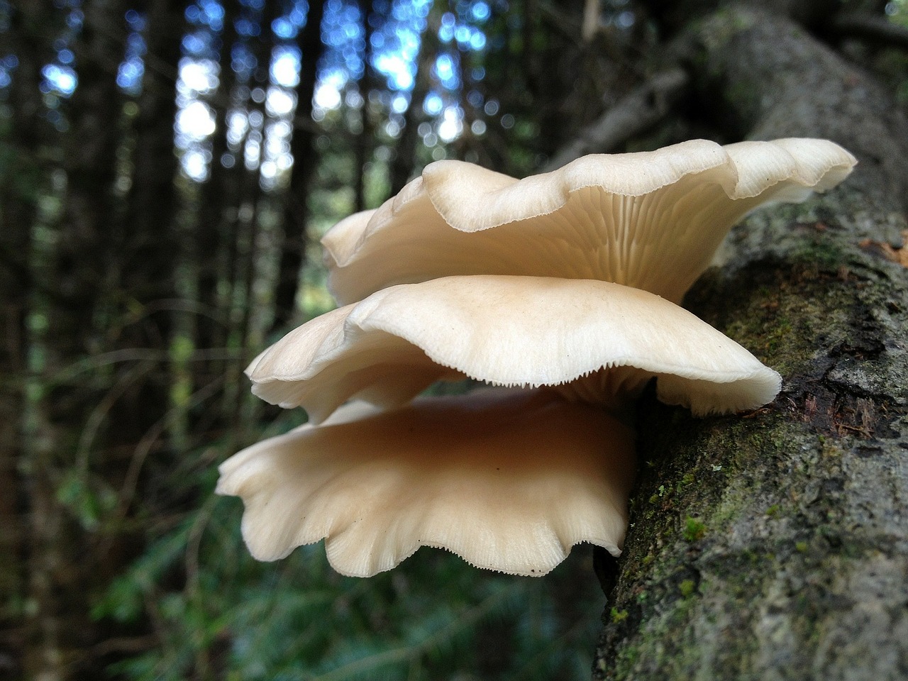 mushrooms mushroom tree trunk free photo