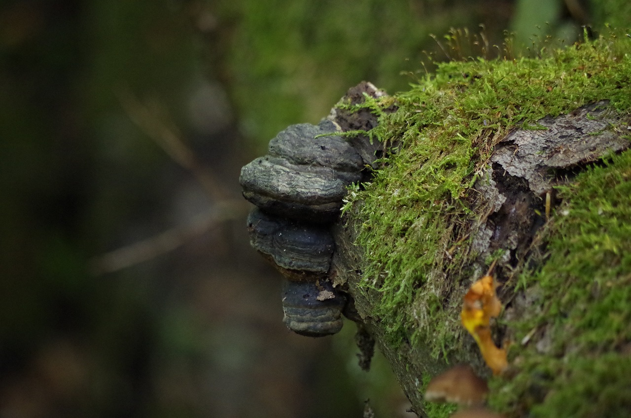 mushrooms log moss free photo