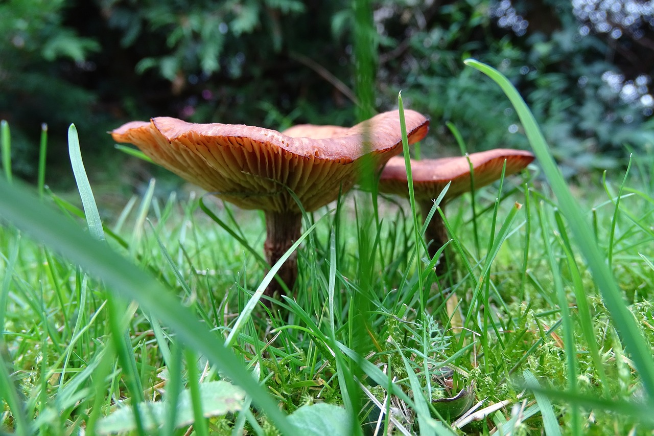 mushrooms grass meadow free photo