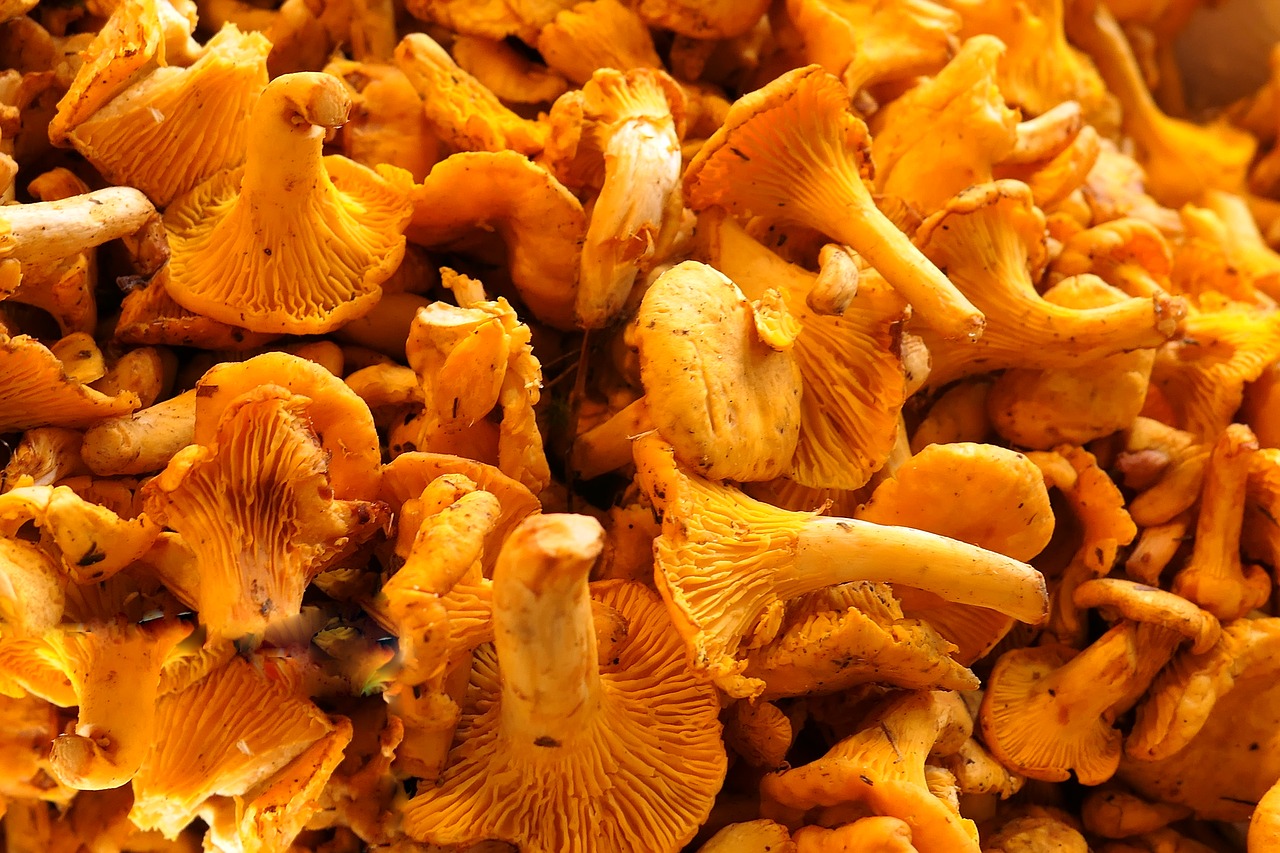 mushrooms chanterelles edible free photo