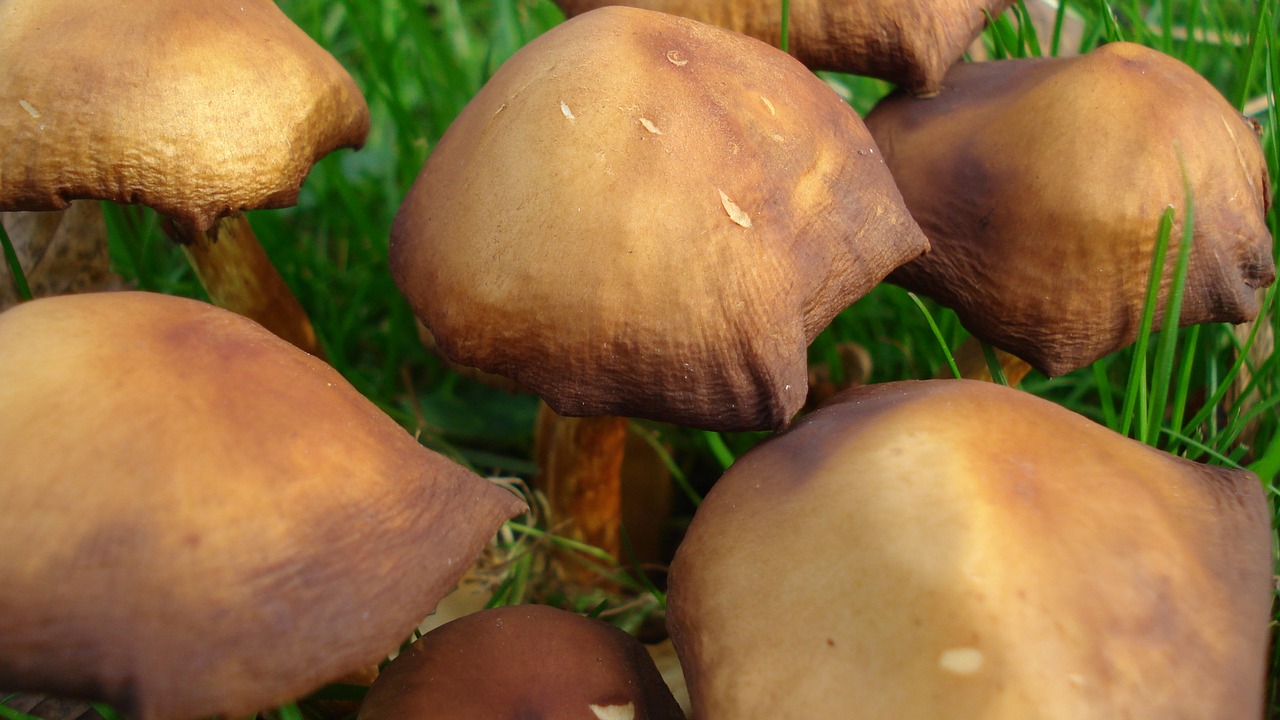 mushrooms meadow out free photo